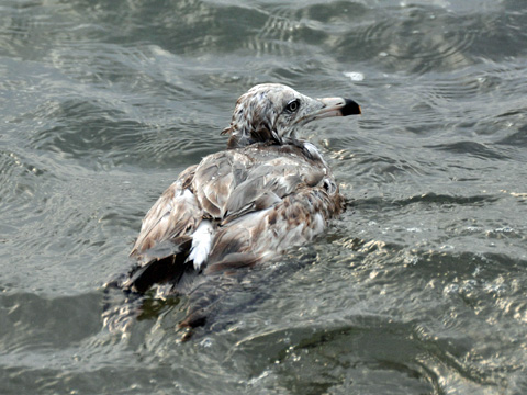 弁天岩の鳥3 弁天岩の鳥3