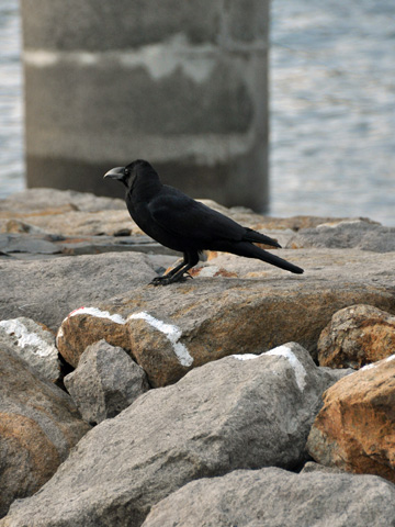弁天岩のカラス 弁天岩のカラス