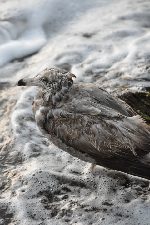 弁天岩の鳥5 弁天岩の鳥5