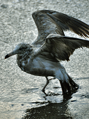 弁天岩の鳥6 弁天岩の鳥6