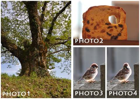 フォトショップで合成に使う写真素材