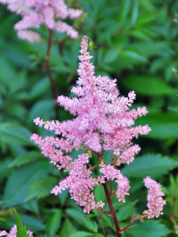 紫色の花