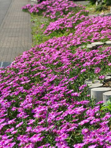 紫色の花