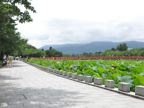 高田公園の蓮