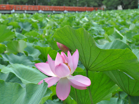 高田公園の蓮の花