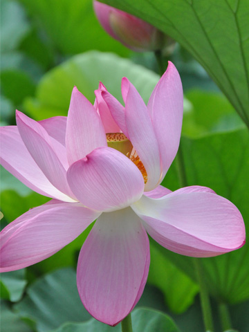 蓮華１