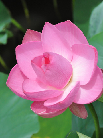蓮華２
