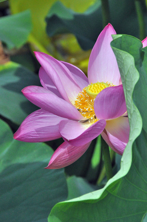 蓮華３