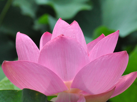蓮華４