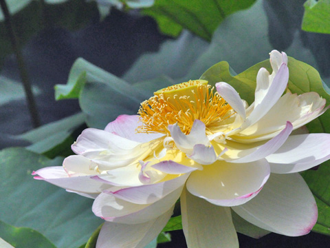 白い蓮華１