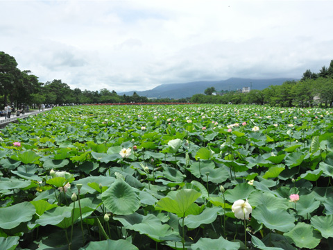 高田公園の蓮