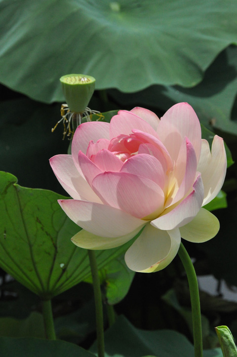 蓮華