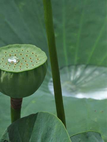 蓮の花托と水滴