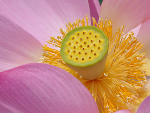 蓮の花