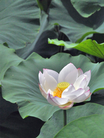 白い蓮華１