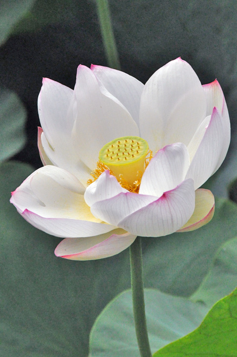 白い蓮華２