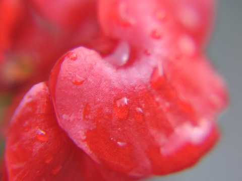 雨上がりの花 雨上がりの花