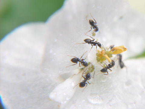 白い花に群がる蟻 白い花に群がる蟻
