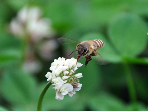 高田公園の蜂1 高田公園の蜂1