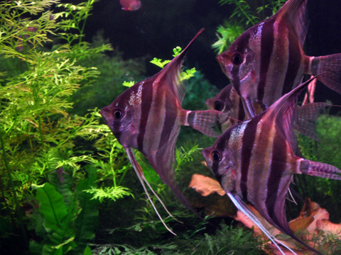 上越市立水族博物館4 上越市立水族博物館4