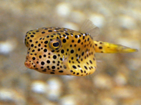 上越市立水族博物館6 上越市立水族博物館6