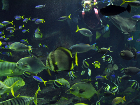 上越市立水族博物館7 上越市立水族博物館7