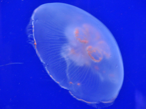 上越市立水族博物館5 上越市立水族博物館5