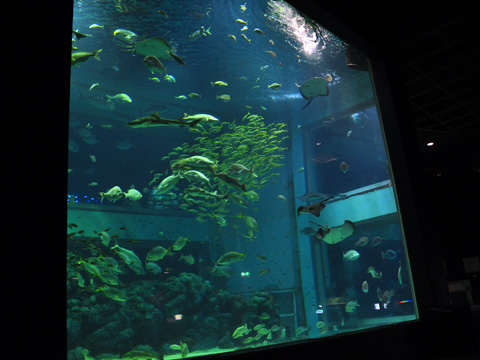 上越市立水族博物館１