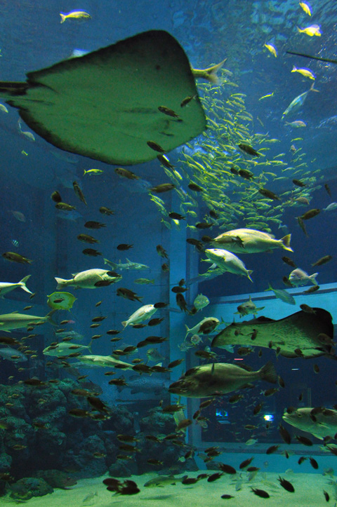 上越市立水族博物館２