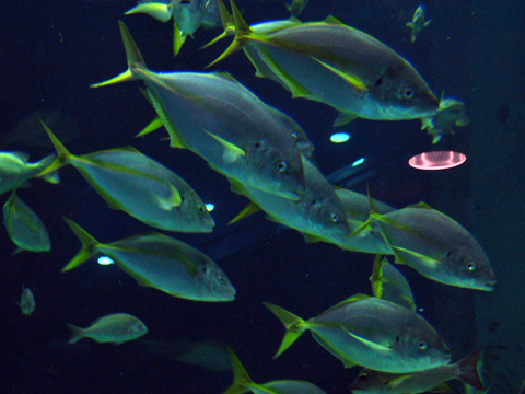 上越市立水族博物館３
