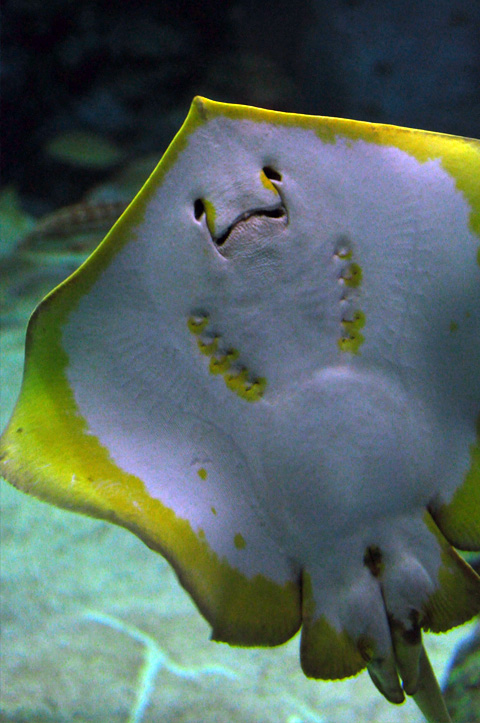 上越市立水族博物館４