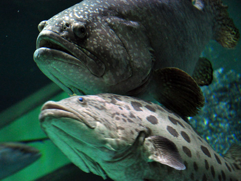 上越市立水族博物館５