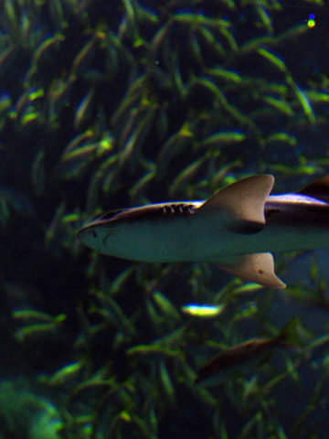 上越市立水族博物館７