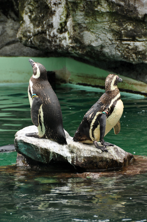 上越市立水族博物館８