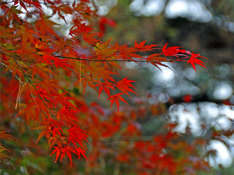 紅葉
