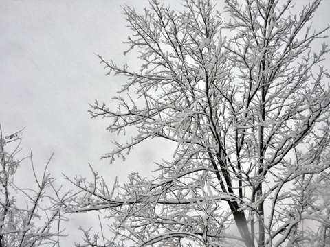 木々に積もる雪