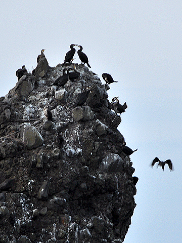 海鳥のたまり場