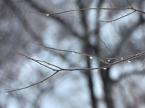 木々と雫１