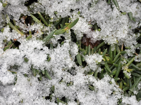 氷の様な雪 氷の様な雪