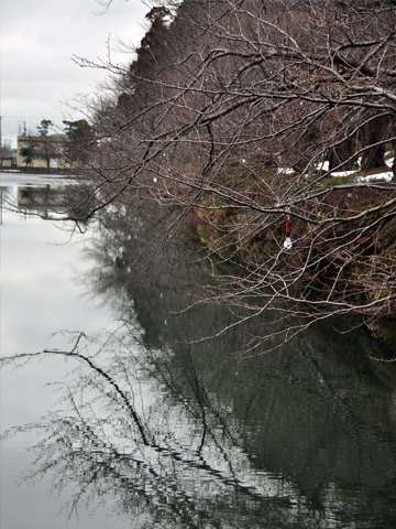 お堀と桜の木々