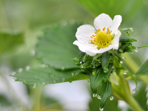 いちごの花