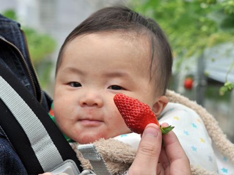 息子といちご