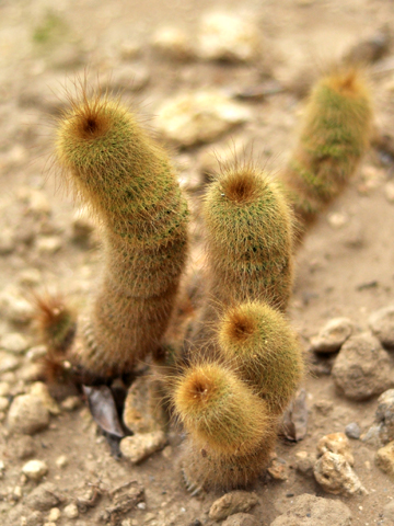 ニョロみたいなサボテン