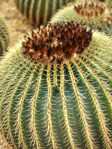 大きなサボテン