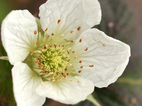春の花２