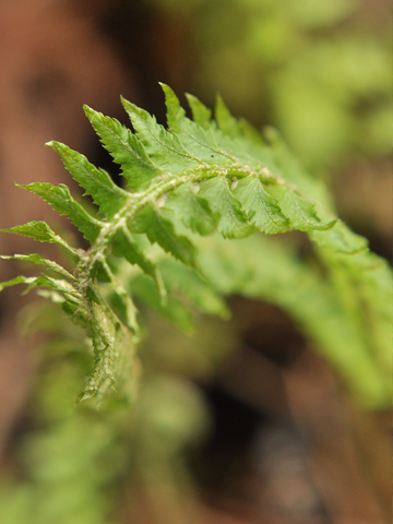 シダ植物