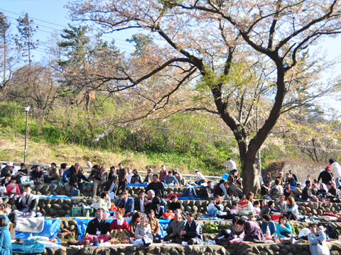 桜の木の下で