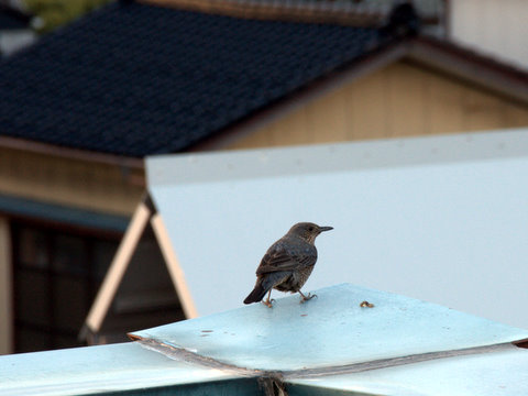 鳥