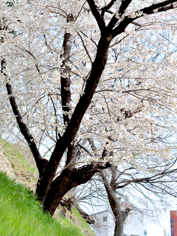 上田城の桜