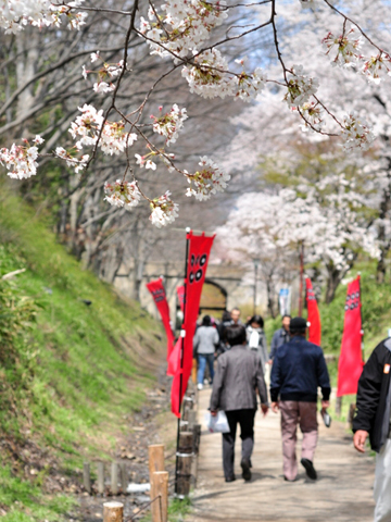 上田城への道と桜